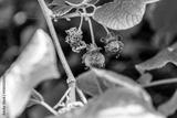 preview bw