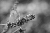 preview bw