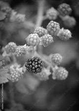 preview bw