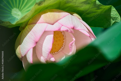 image to crop