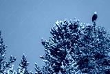 preview cold