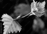 preview bw