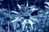 preview cold