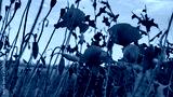 preview cold