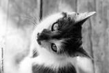 preview bw