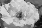 preview bw