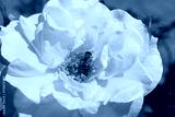 preview cold