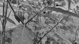 preview bw