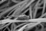 preview bw
