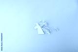 preview cold