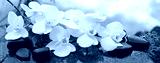 preview cold