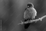 preview bw
