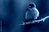 preview cold