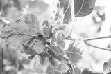 preview bw