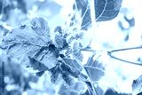 preview cold