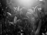 preview bw