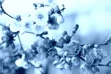 preview cold