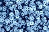 preview cold