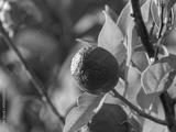 preview bw