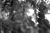 preview bw