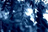 preview cold