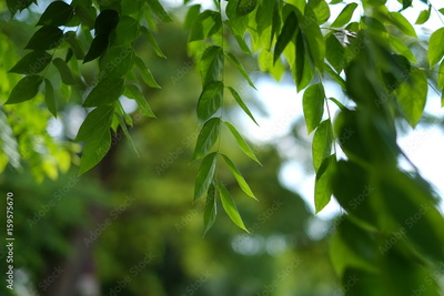 image to crop