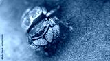 preview cold
