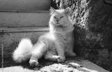 preview bw