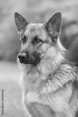 preview bw