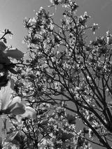 preview bw