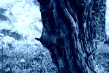 preview cold