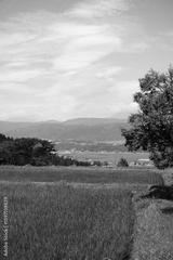 preview bw