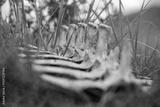 preview bw