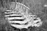 preview bw