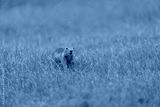 preview cold