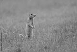 preview bw