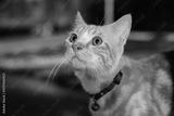 preview bw