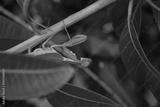 preview bw