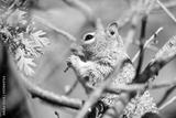 preview bw
