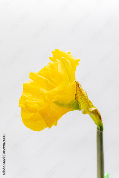 image to crop