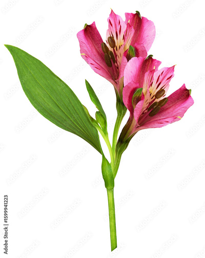 image to crop