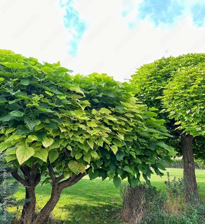 image to crop