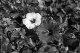 preview bw