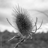preview bw