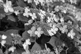preview bw