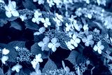 preview cold