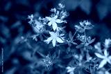preview cold