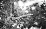 preview bw