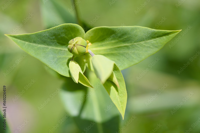 image to crop