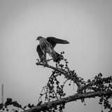 preview bw
